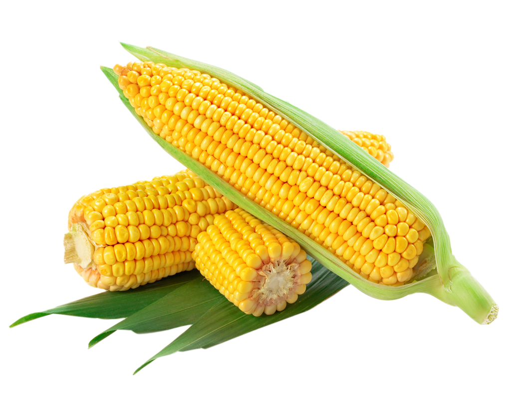 astra corn